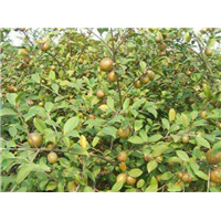 江西油茶