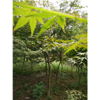 江西鸡爪槭