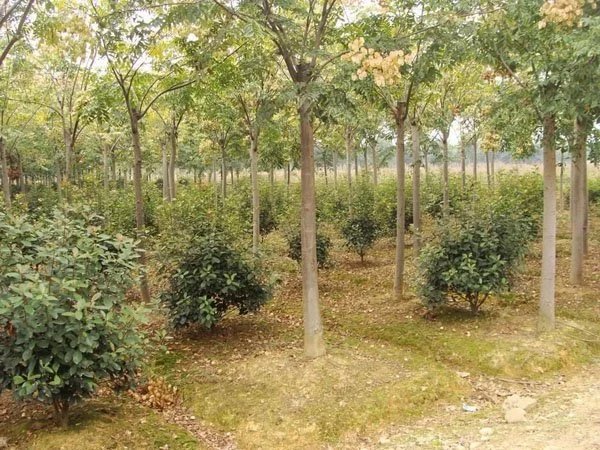 栾树价格，栾树小苗，栾树价格 