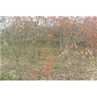 江西乌桕，乌桕价格，乌桕小苗，乌桕基地 