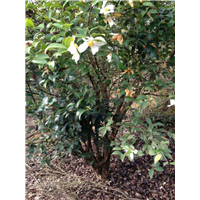 江西油茶