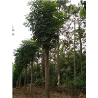 江西栾树 