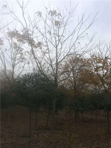 江西无患子
