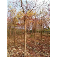 江西乌桕基地 