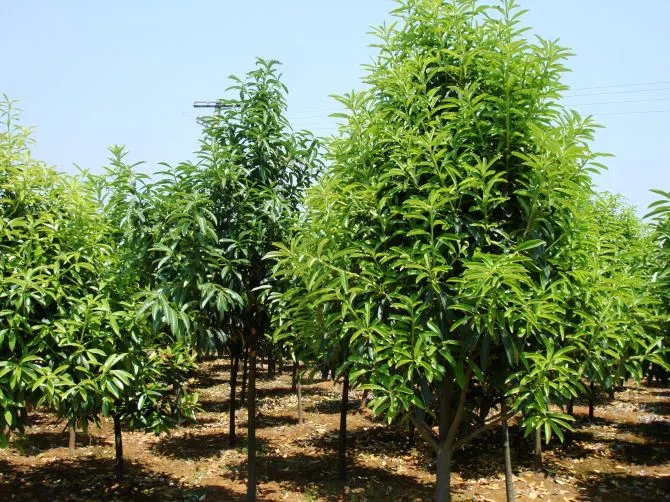 江西大叶女贞，大叶女贞价格，大叶女贞小苗，大叶女贞基地 