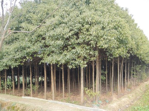 香樟价格，香樟小苗，香樟基地 