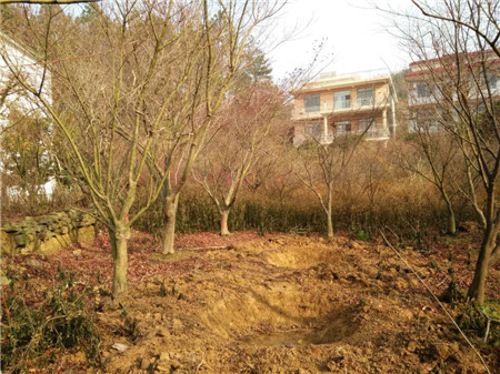 江西鸡爪槭