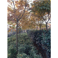 江西无患子基地 