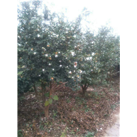 江西油茶