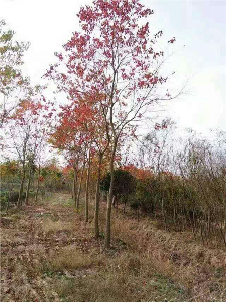 江西乌桕
