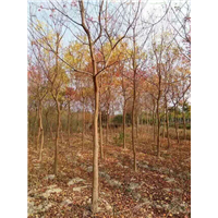 江西乌桕