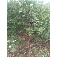 江西油茶