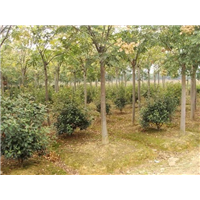 栾树价格，栾树小苗，栾树价格 