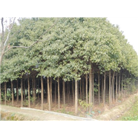 香樟价格，香樟小苗，香樟基地 