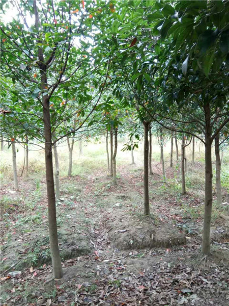 江西杜英