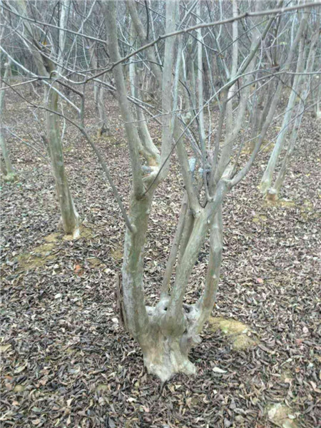 江西紫薇 