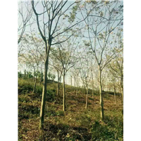 江西栾树基地 
