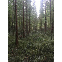 池杉 