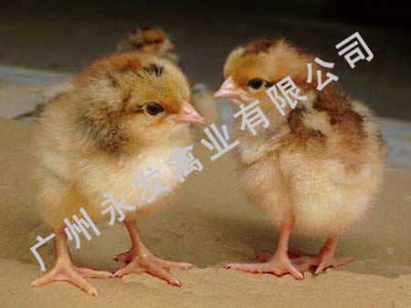 广州鸡苗，广东鸡苗