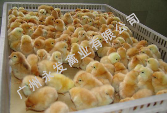 广州野山鸡苗 、广州土鸡苗