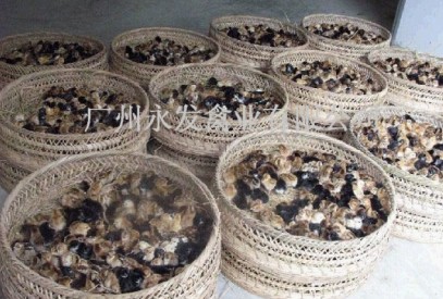 广州野山鸡苗 、广州土鸡苗