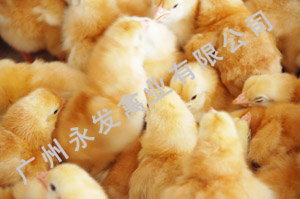 广州野山鸡苗 、广州土鸡苗