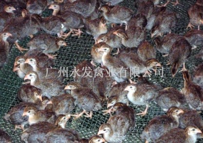 广州土鸡苗 、广州**鸡苗