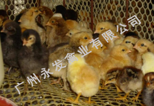 广州鸭苗、广州鹅苗、