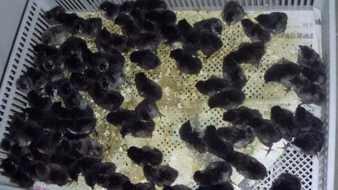 蛋鸡苗-广东鸡苗供应商、优质广东鸡苗 