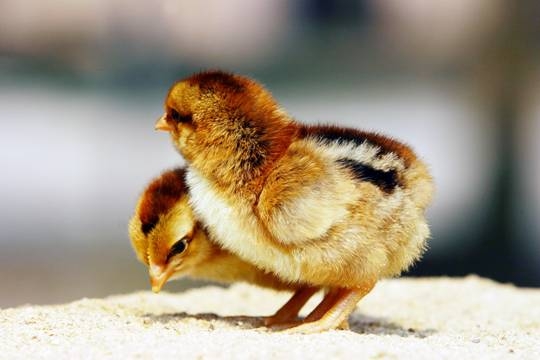 广东黄麻鸡苗、广州黄麻鸡苗 