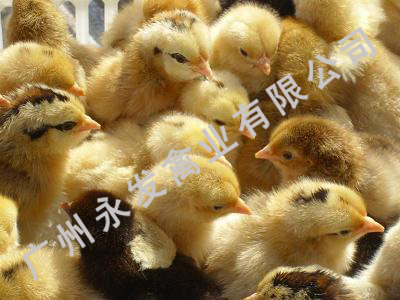 广州土鸡苗 、广州**鸡苗