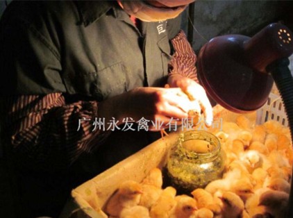 广州黄麻鸡苗、广州黄鸡苗