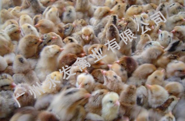 广州鸡苗，广东鸡苗