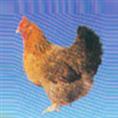 黄麻鸡-广州黄麻鸡/广东黄麻鸡1