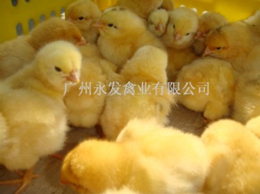 广州孵化场、广东孵化场