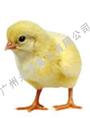 广州孵化场、广东孵化场