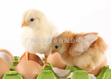 广州鸡苗，广东鸡苗
