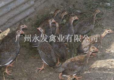 广州竹丝鸡苗 、广州珍珠鸡苗