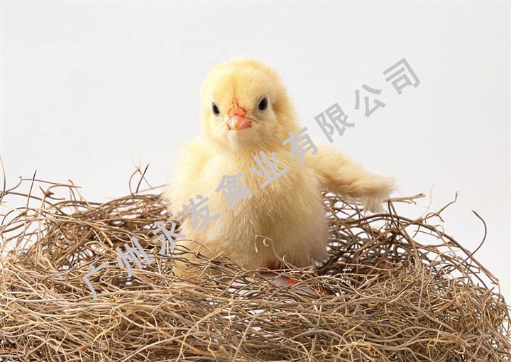 广州竹丝鸡苗 、广州珍珠鸡苗