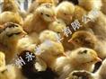 广州土鸡苗 、广州**鸡苗