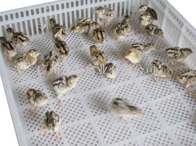 广州鸭苗、广州鹅苗、