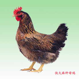 快**鸡-广州快**鸡/广东快**鸡
