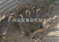 广州竹丝鸡苗 、广州珍珠鸡苗