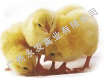 广州黄麻鸡苗、广州黄鸡苗