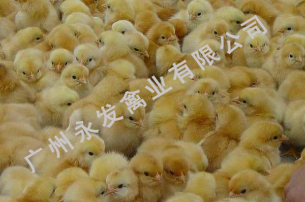 广州孵化场、广东孵化场