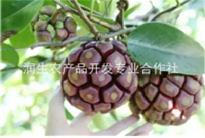 广西润生农产品开发专业合作社
