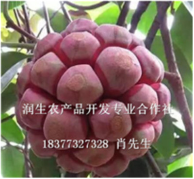 广西润生农产品开发专业合作社