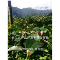广西润生农产品开发专业合作社