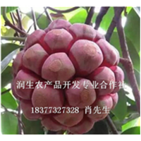 广西润生农产品开发专业合作社