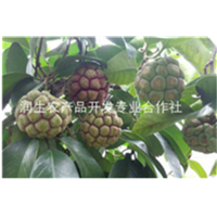 广西润生农产品开发专业合作社